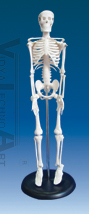 The model of human skeleton